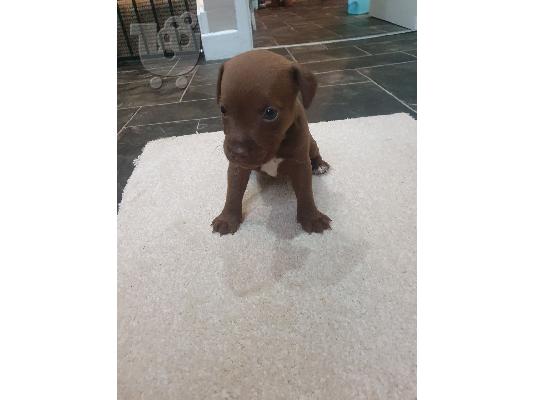 PoulaTo: Κουτάβια Patterdale